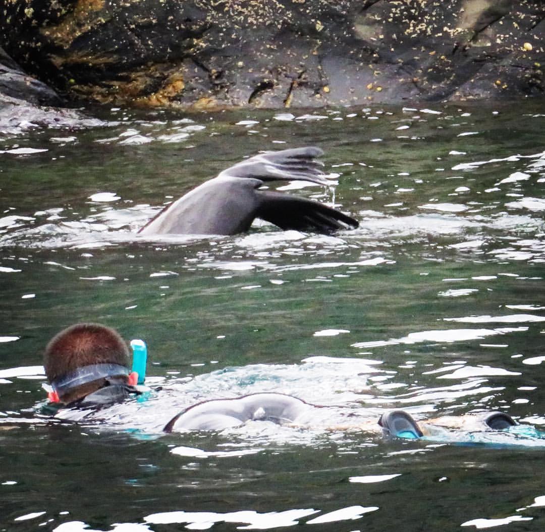 kangaroo island snorkelling tour